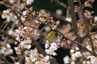 メジロは花が似あう