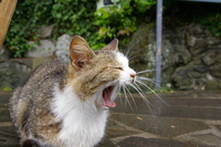あくび猫