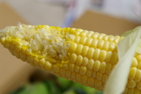 生でトウモロコシを食す