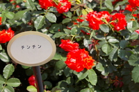 名前に注目