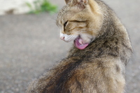 毛づくろい