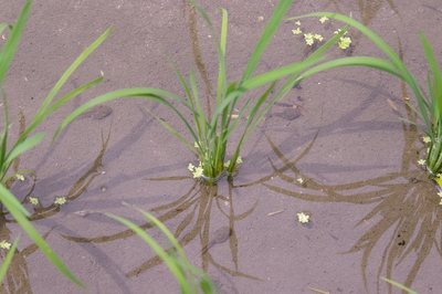田植え