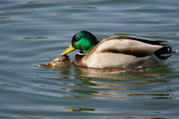 大濠公園で・・・