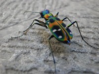ハンミョウって綺麗だけど