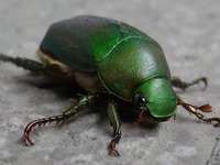 ぐろいかな？