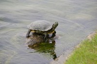 大濠公園のカメ