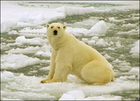 冒険家も危惧－北極の温暖化
