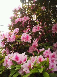 つつじ満開