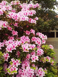 つつじ満開