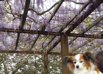 山上の公園