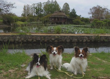 池の茶室