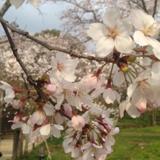桜の咲くころ太宰府へ。