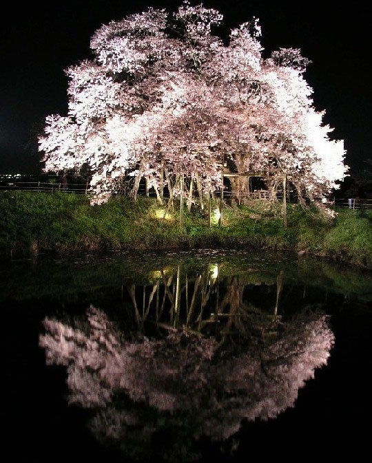 耳納百景 浅井の一本桜 10