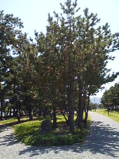 公園ランチ♪