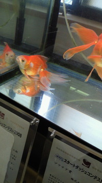 きん魚の黄昏