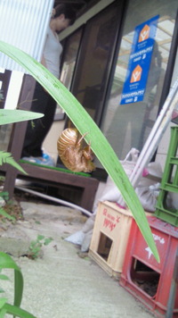 暑くなりました
