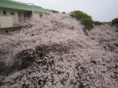 桜の花も　ハラハラと・・・