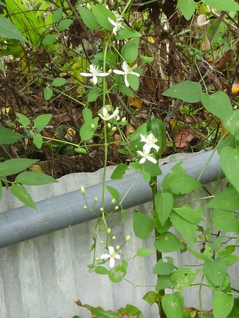 センニンソウの白い花