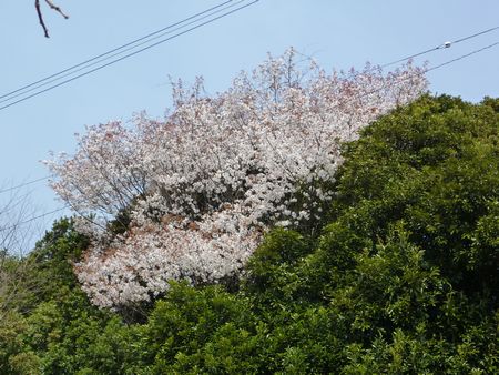 東谷の山桜