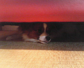 ソファーの下