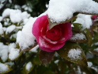 雪男と雪子