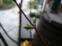 樹木　at 千年翠ＰＡＲＴ２