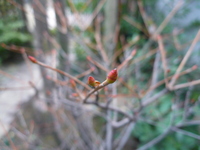 樹木　at 千年翠ＰＡＲＴ２
