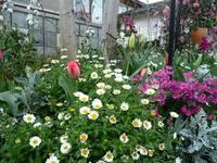 菜の花～