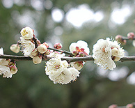 梅の花