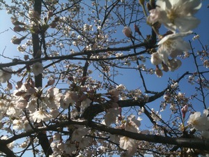 桜・二分咲き