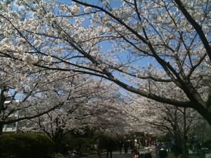 舞鶴公園の桜