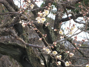 梅の花