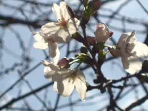 天神中央公園の桜