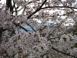３分咲き