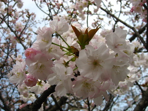 八重桜！？