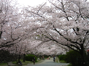 桜の通り抜け