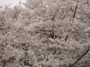 満開の桜
