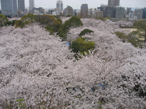 舞鶴公園高台より