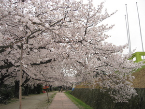桜の並木道