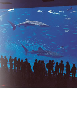 美ら海水族館