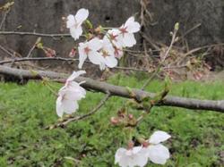 桜咲く♪