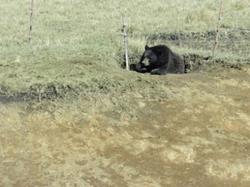 アフリカンサファリ