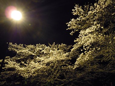 ちょっくら　夜桜見てきました