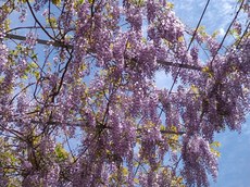 八女鉄道公園の藤の花