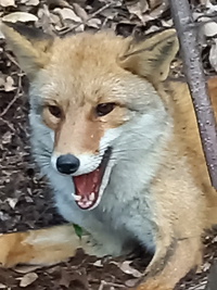 罠に狐が