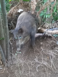 小猪ゲット