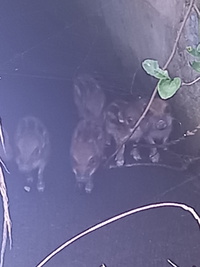 ウリボウ駆除