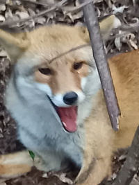 罠に狐が