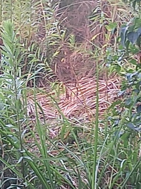 ウリボウ駆除
