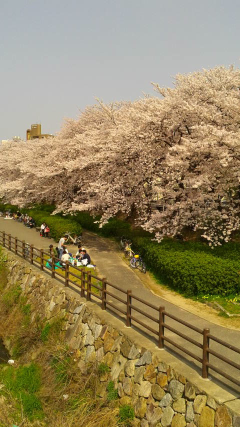 Cherry Blossoms 2 （ 桜の花 2 ）
